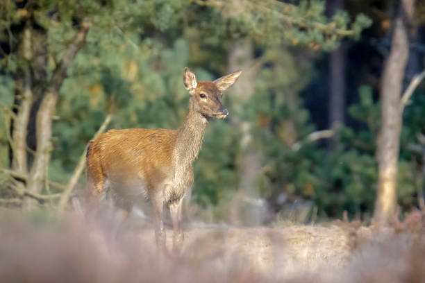 istock Red deer young cervus elaphus, in Autumn 1311838927