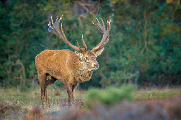 istock Male red deer stag, cervus elaphus, rutting 1311838929