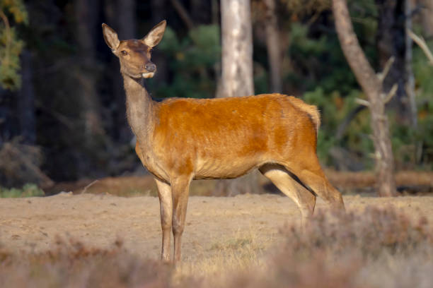 istock Female Red Deer doe or hind, Cervus elaphus 1311838939