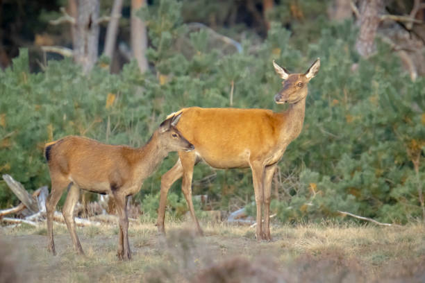 istock Red deer young cervus elaphus, in Autumn 1311838947
