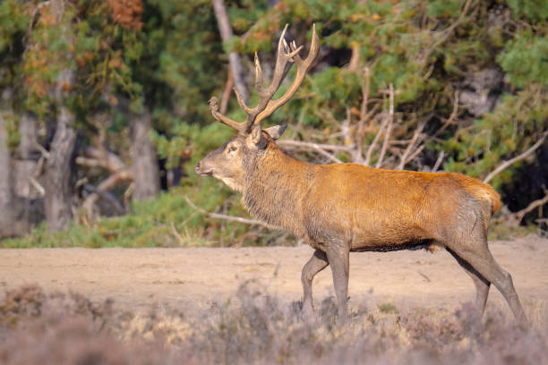 istock Male red deer stag, cervus elaphus, rutting 1311838958