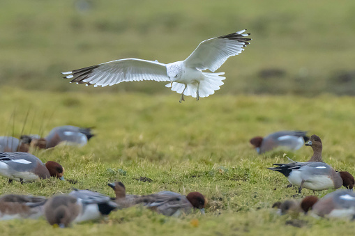The common gull, mew gull or sea mew, Larus canus in flight