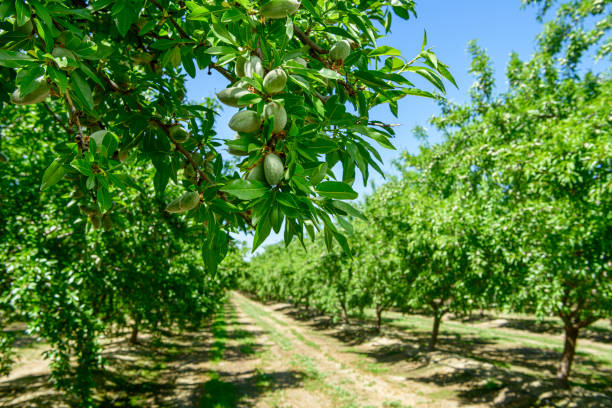 nahaufnahme von reifungsmandeln auf central california orchard - wäldchen stock-fotos und bilder