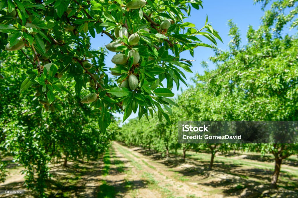 Close-up of Ripening Almonds on Central California Orchard Close-up of ripening immature almond (Prunus dulcis) fruit growing in clusters in one tree within a central California orchard.

Taken in the San Joaquin Valley, California, USA. Almond Tree Stock Photo