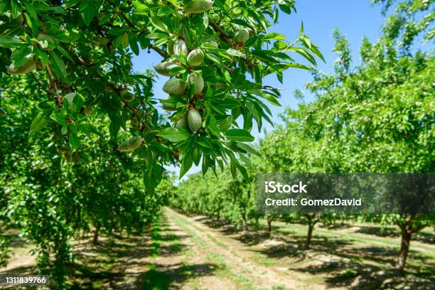 Closeup Of Ripening Almonds On Central California Orchard Stock Photo - Download Image Now