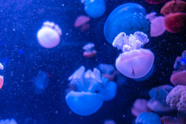 istock Blue Blubber Catostylus mosaicus. Multicolored jellyfish on blue background 1311840926