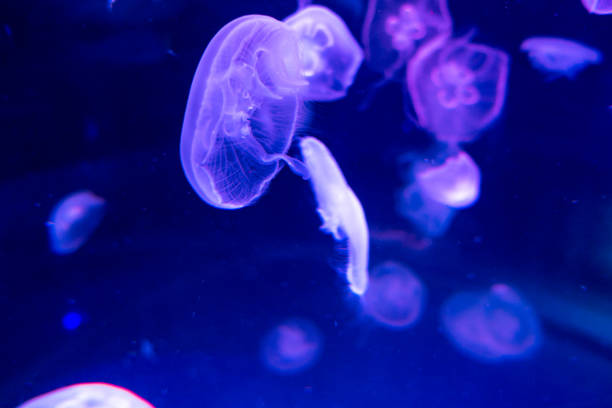 istock Moon jellyfish Aurelia aurita on blue background 1311840939