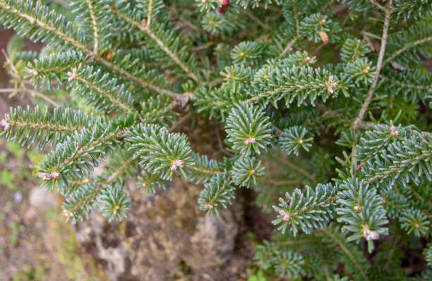 istock Abies koreana or korean fir coniferous tree 1311840980