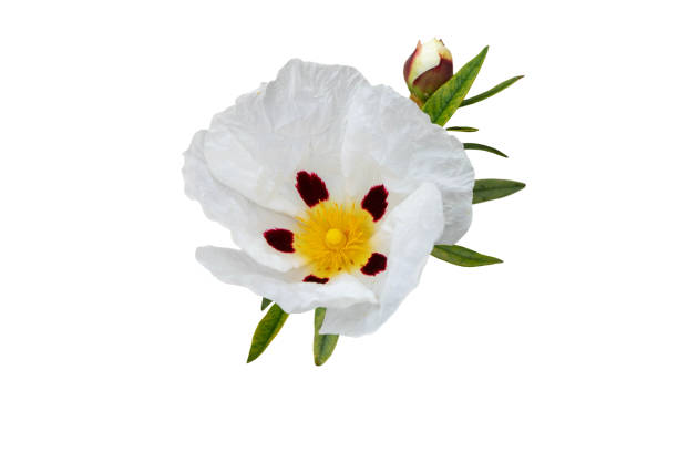 labdanum или десен рокрозы или cistus ladanifer цветок - papery стоковые фото и изображения