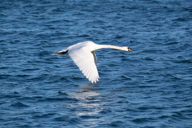 a closeup of white whooper swan against the blue sea. - whooper swan imagens e fotografias de stock