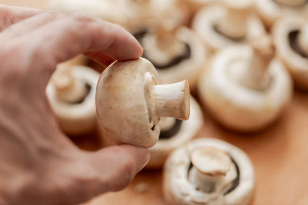 White mushrooms on wood background, close-up, no people