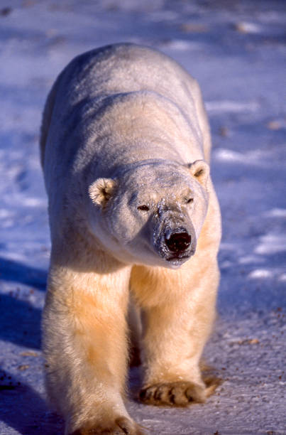 nahaufnahme eines wilden eisbären, der auf gefrorenem wasser spazieren geht - polar bear bear white close up stock-fotos und bilder
