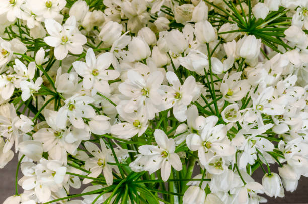 Flower, six-petal star