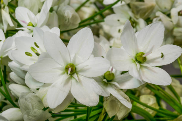 istock Flower, six-petal star 1311842919
