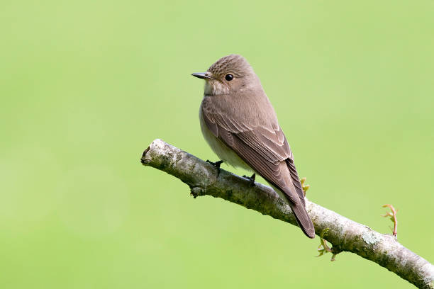 istock Spotted Flycatcher In Habitat 1311843977