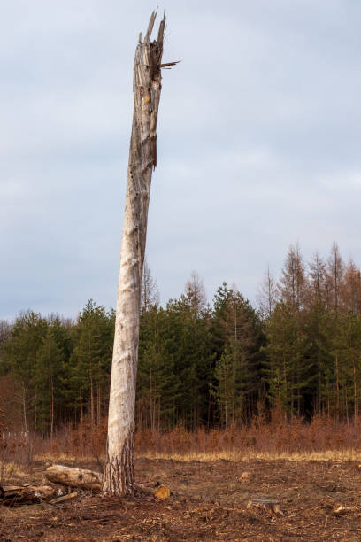 istock trees in the forest in early spring 1311844019
