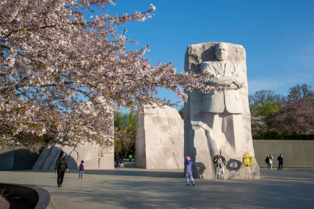 Cherry blossoms at the MLK Memorial Blossoming cherry trees grace the Martin Luther King, Jr., Memorial in  Washington, DC. martin luther king jr images stock pictures, royalty-free photos & images