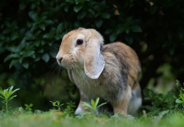 istock lop eared bunny in garden 1311845279
