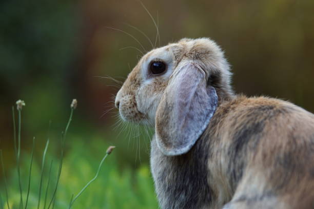 istock lop rabbit in the evening 1311845290