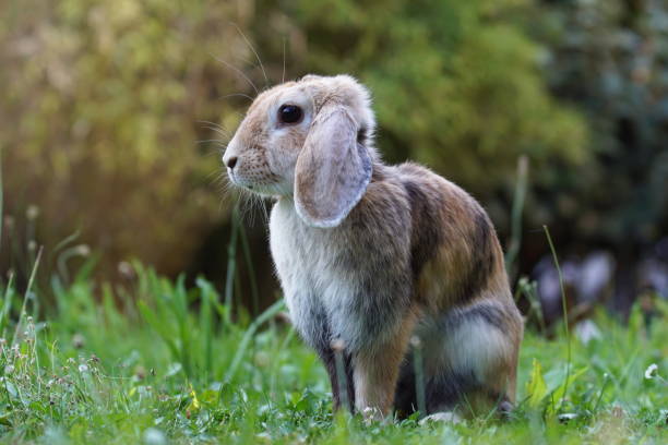 curious holland lop rabbit in garden