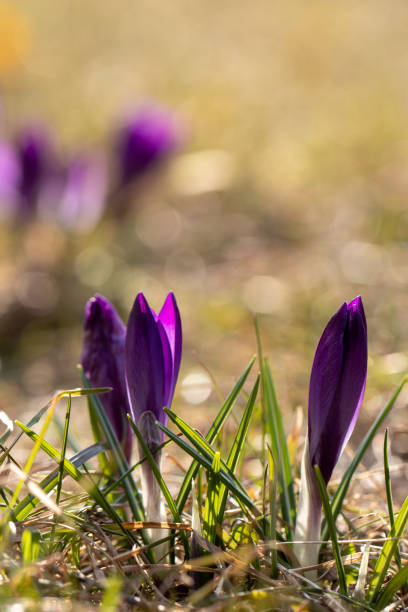 istock spring crocus flowers in the garden 1311845422