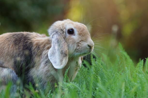 istock holland lop rabbit in meadow 1311845445