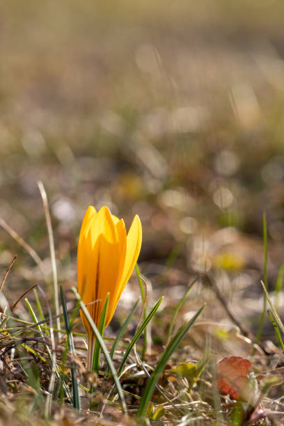 istock spring crocus flowers in the garden 1311846024