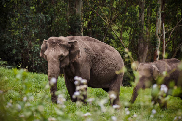 Elephant family in wild nature walking near the forest Elephant family in Periyar national park walking near the forest India, Munnar indian elephant stock pictures, royalty-free photos & images