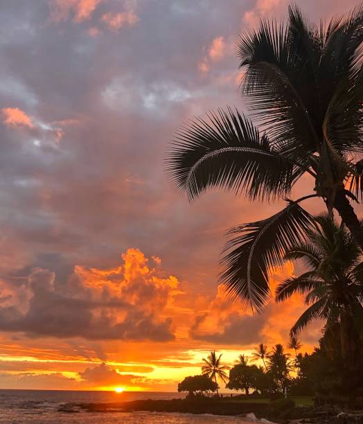 istock Sunset by the ocean and palm trees 1311846153