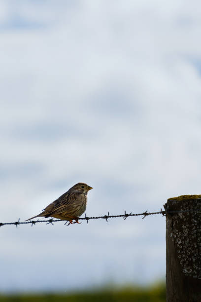 istock Sparrow on barbed wire fence 1311846327