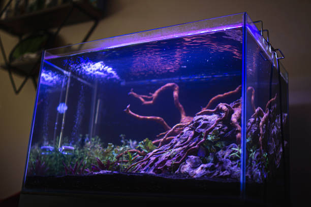 istock Planted tropical fresh water aquarium 1311846981