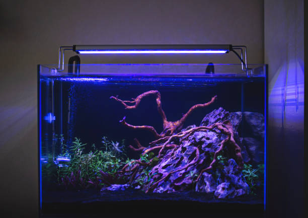 istock Planted tropical fresh water aquarium 1311846982