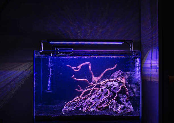 istock Planted tropical fresh water aquarium 1311846985