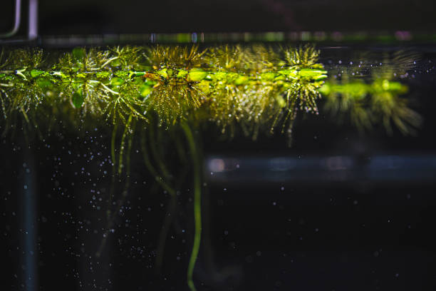 istock Planted tropical fresh water aquarium 1311846987