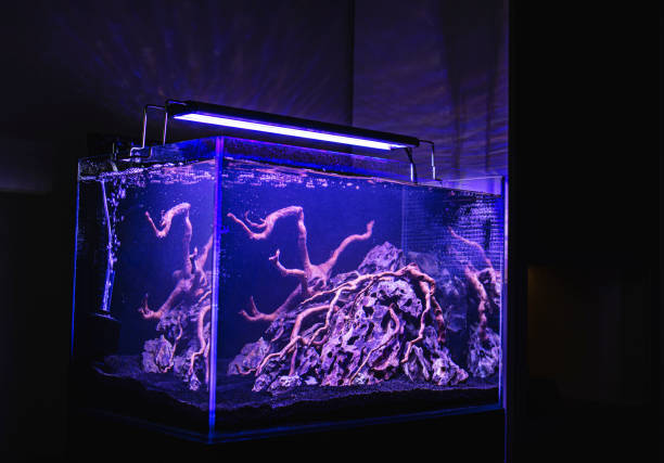 istock Planted tropical fresh water aquarium 1311846988