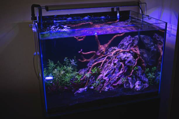 istock Planted tropical fresh water aquarium 1311846989