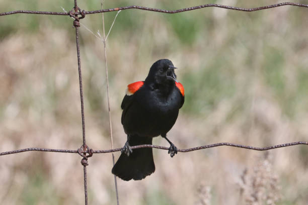 istock Red Winged Blackbird male calling for mate 1311846994