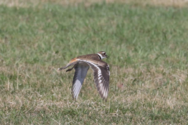 istock Killdeer flying and hunting over grass not yet growing in spring 1311847026