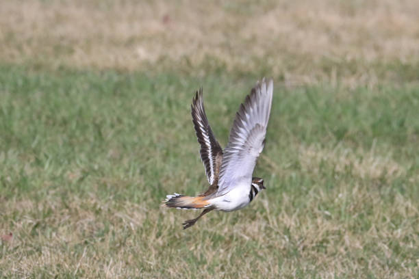 istock Killdeer flying and hunting over grass not yet growing in spring 1311847031