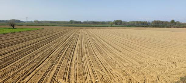istock freshly sown wheat field 1311847041