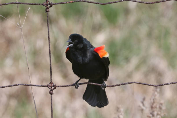 istock Red Winged Blackbird male on page wire fence calling for a mate 1311847106