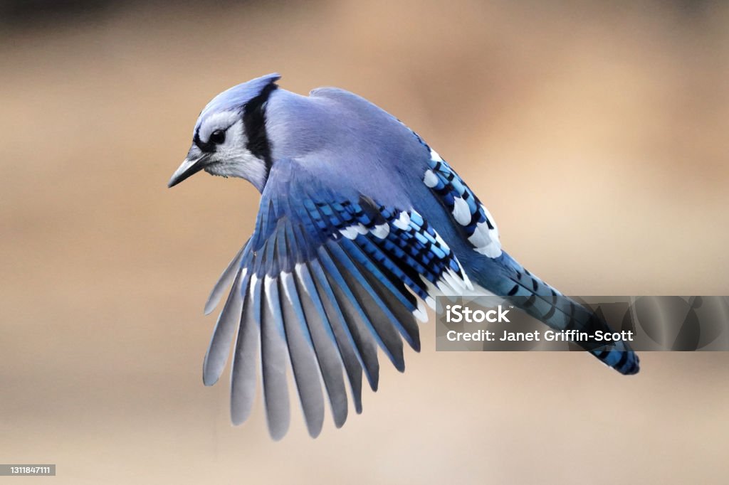 Blue Jay in flight off perch towards birdfeeder in backyard Blue jays flying off perch and onto bird feeder, in backyard which faces conservation wooded area Blue Jay Stock Photo