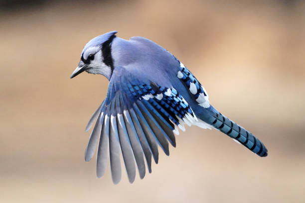 Blue Jay in flight off perch towards birdfeeder in backyard Blue jays flying off perch and onto bird feeder, in backyard which faces conservation wooded area jay photos stock pictures, royalty-free photos & images