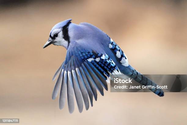 Blue Jay In Flight Off Perch Towards Birdfeeder In Backyard Stock Photo - Download Image Now