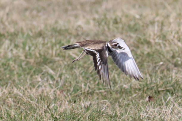 istock Killdeer flying and hunting over grass not yet growing in spring 1311847123