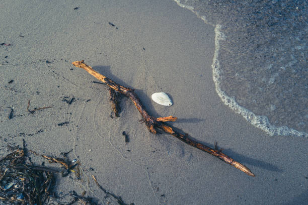 A log lies on the seashore and is washed by the surf. A piece of wood is stuck in the beach sand and lies on the surf line.