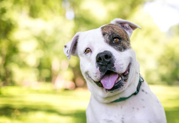 An American Bulldog mixed breed dog with a head tilt A brindle and white American Bulldog mixed breed dog looking at the camera with a head tilt american bulldog stock pictures, royalty-free photos & images