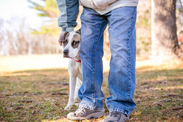 A shy mixed breed dog hiding behind a person stock photo