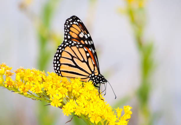 Photo of A Monarch butterfly on goldenrod