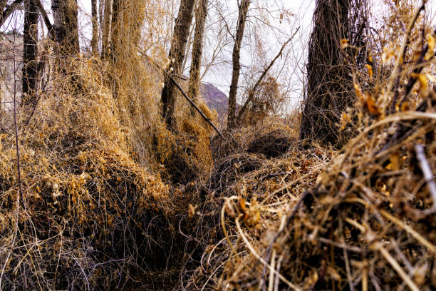 Tangled Vines and Cottonwood Trees Dead Leaves - Tangled web of vines in thicket of trees nature scene.